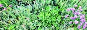 Green roof on middle school