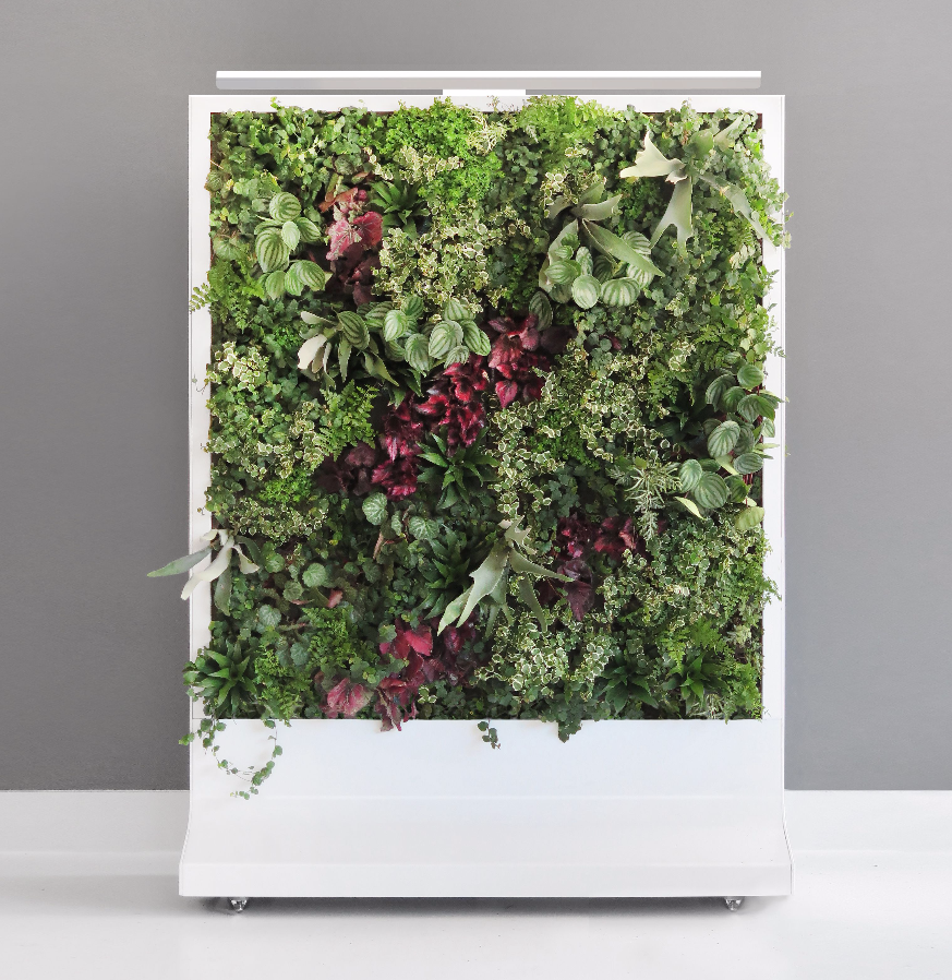 A freestanding living wall with a white frame and colorful greenery